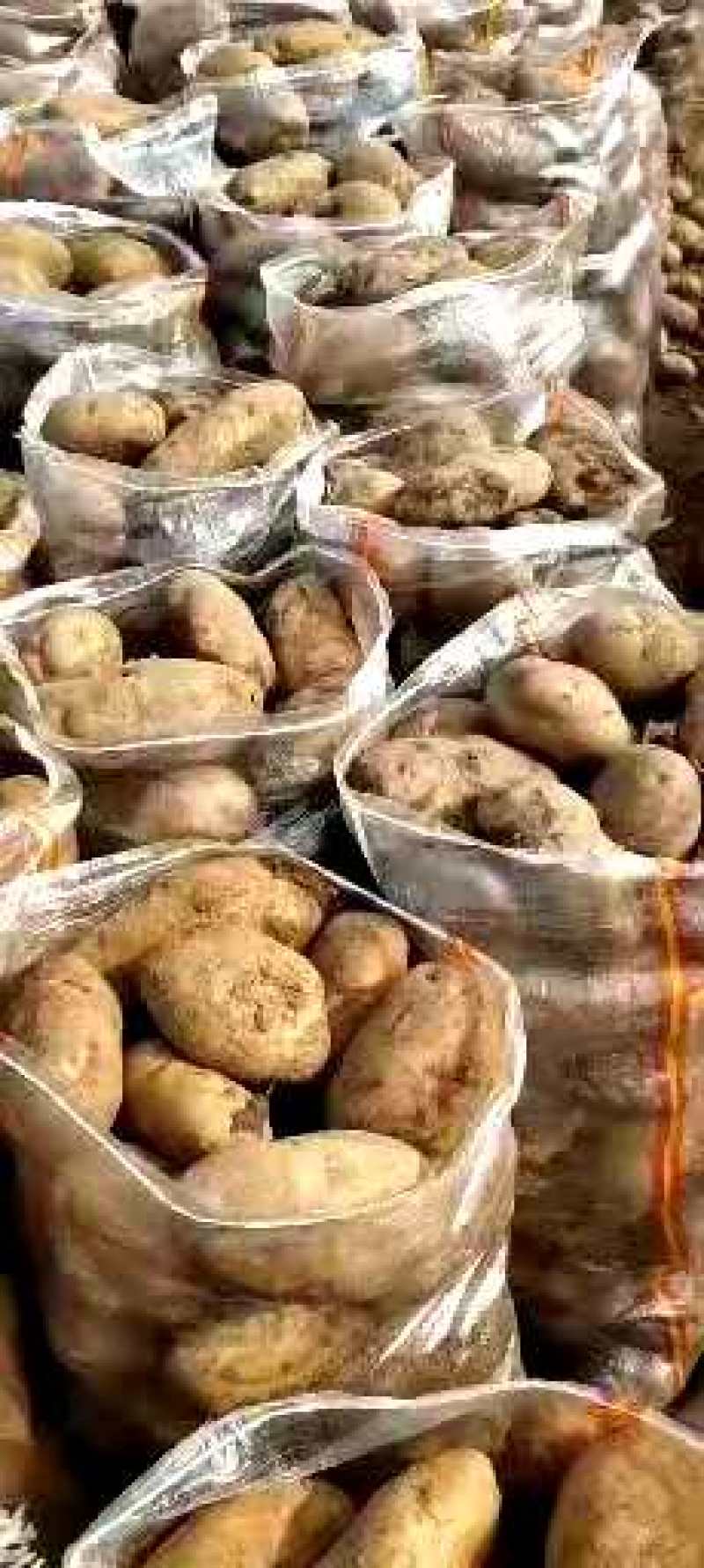黄心土豆大量出库有要的电联货源紧缺