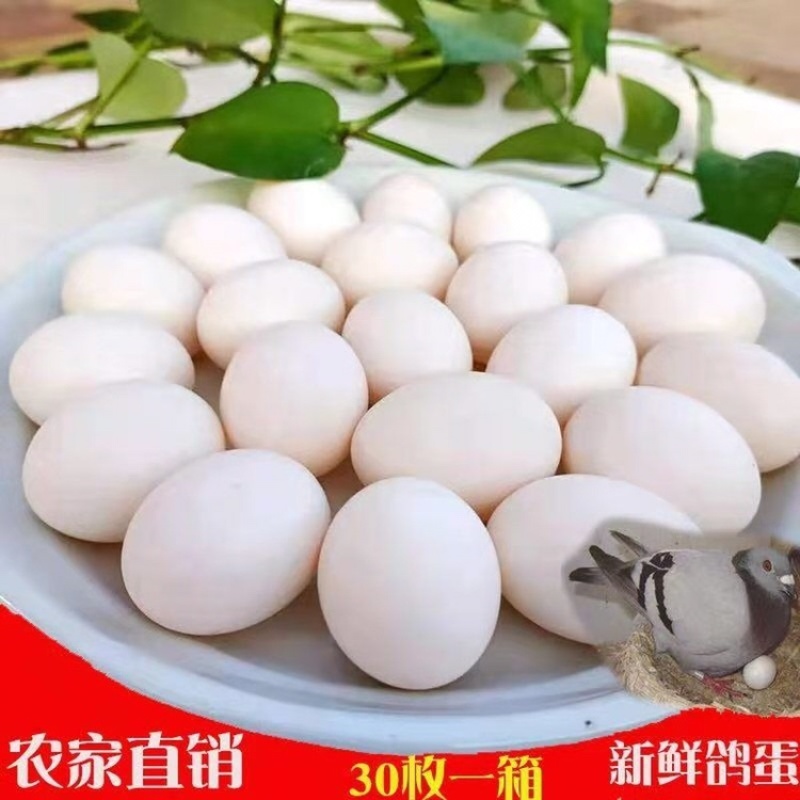 【热销】乳鸽蛋随州乳鸽蛋质优价廉产地直销