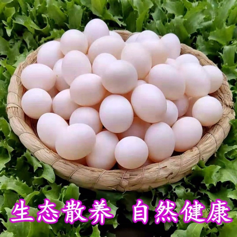 【热销】乳鸽蛋随州乳鸽蛋质优价廉产地直销
