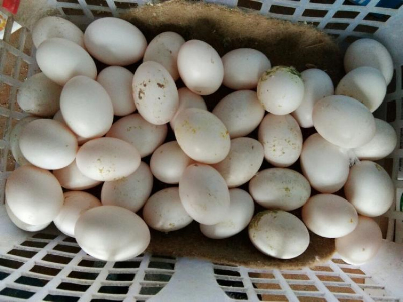 【热销】乳鸽蛋随州乳鸽蛋质优价廉产地直销