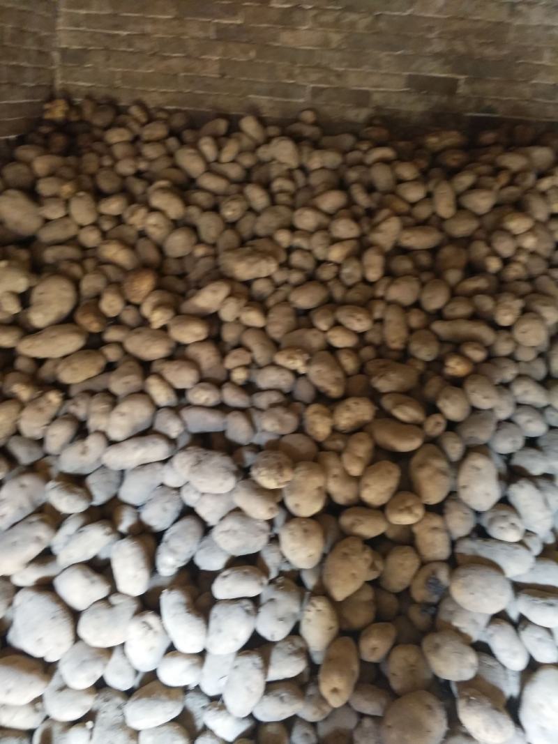 黄心土豆大量出库有要的电联货源紧缺