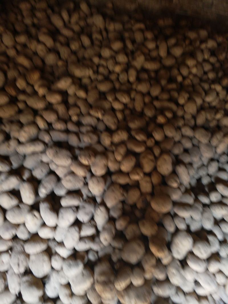 黄心土豆大量出库有要的电联货源紧缺