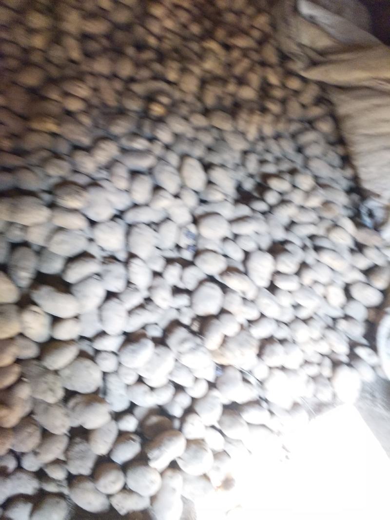 黄心土豆大量出库有要的电联货源紧缺
