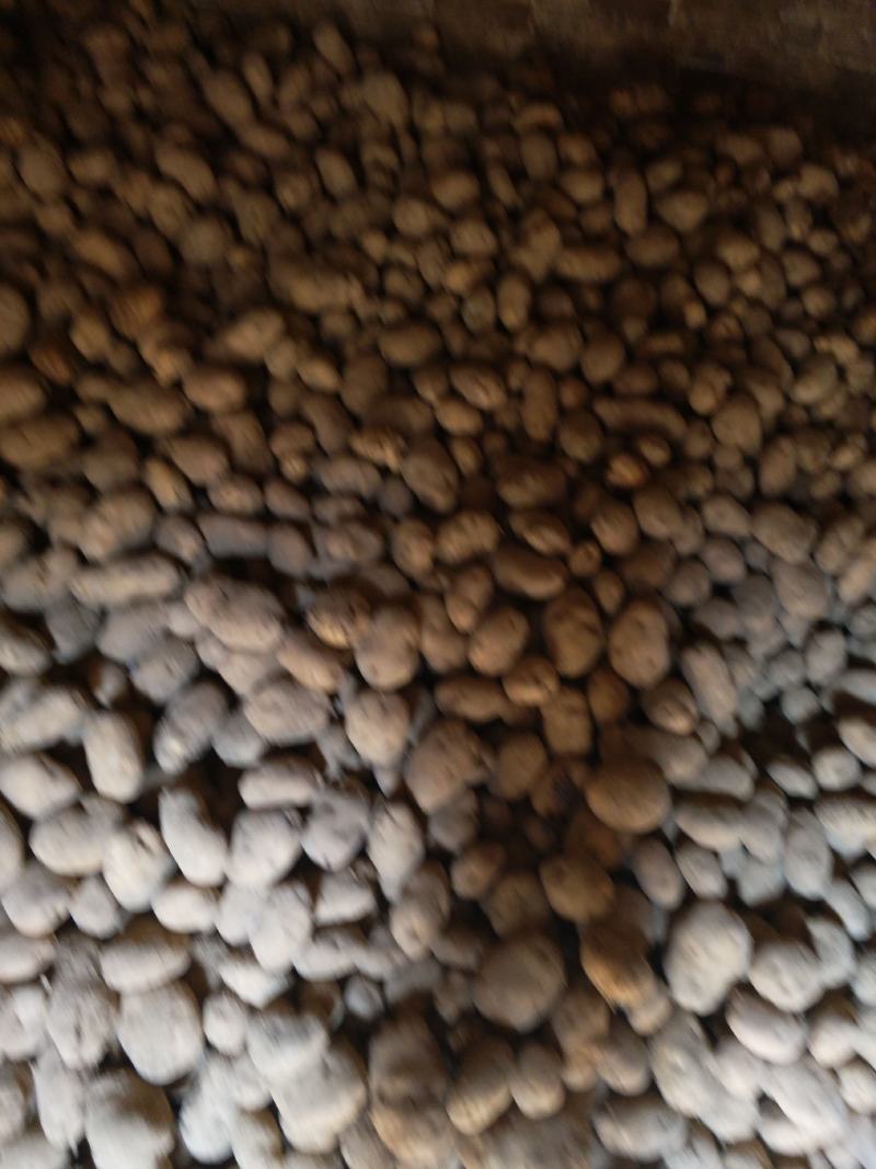 黄心土豆大量出库有要的电联货源紧缺