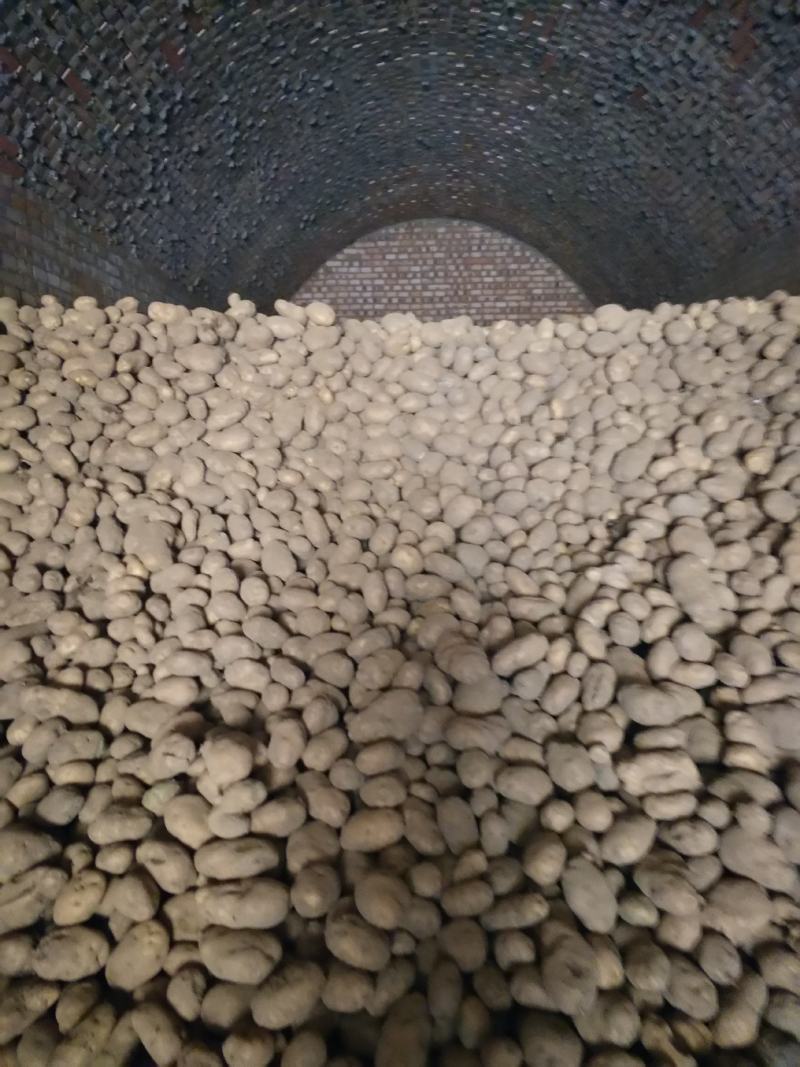 黄心土豆大量出库有要的电联货源紧缺