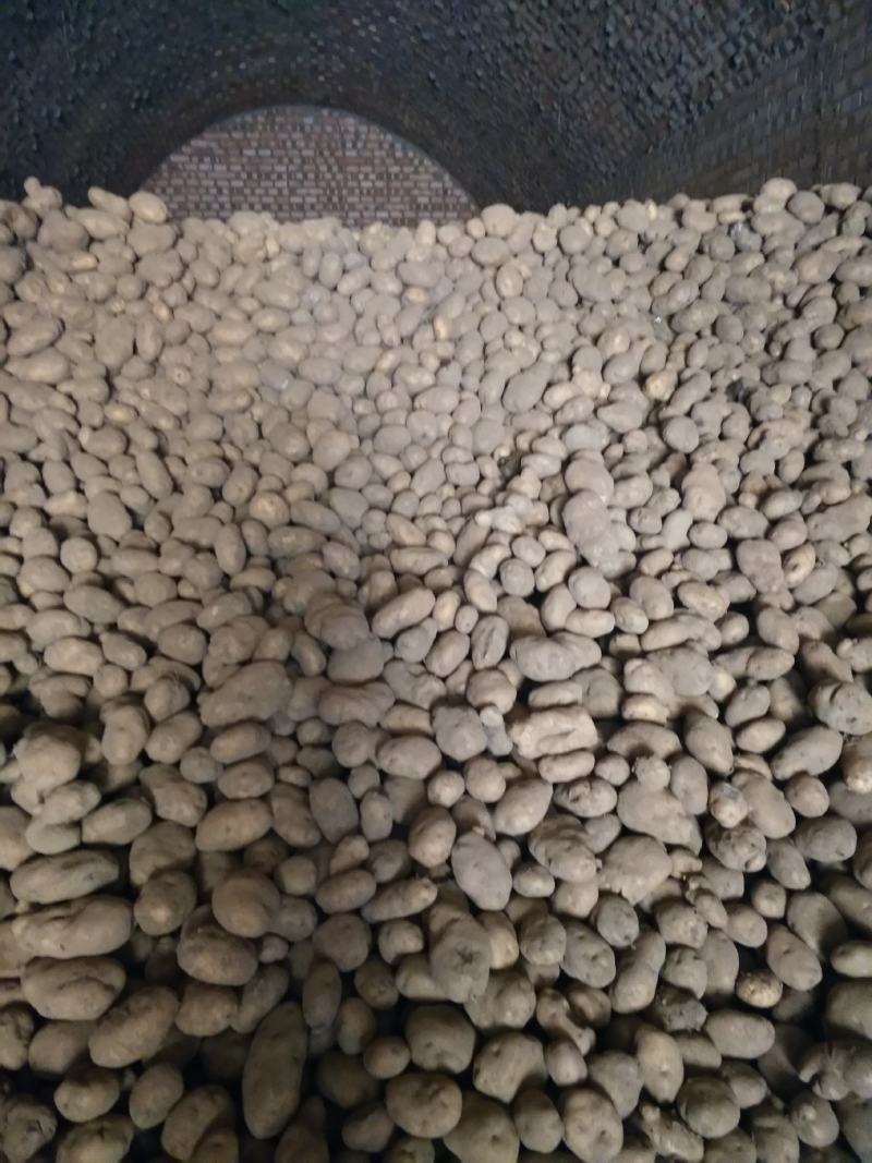 黄心土豆大量出库有要的电联货源紧缺