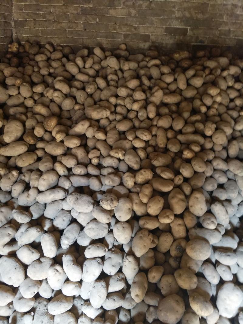 黄心土豆大量出库有要的电联货源紧缺