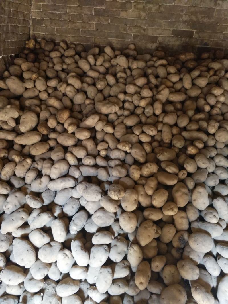 黄心土豆大量出库有要的电联货源紧缺