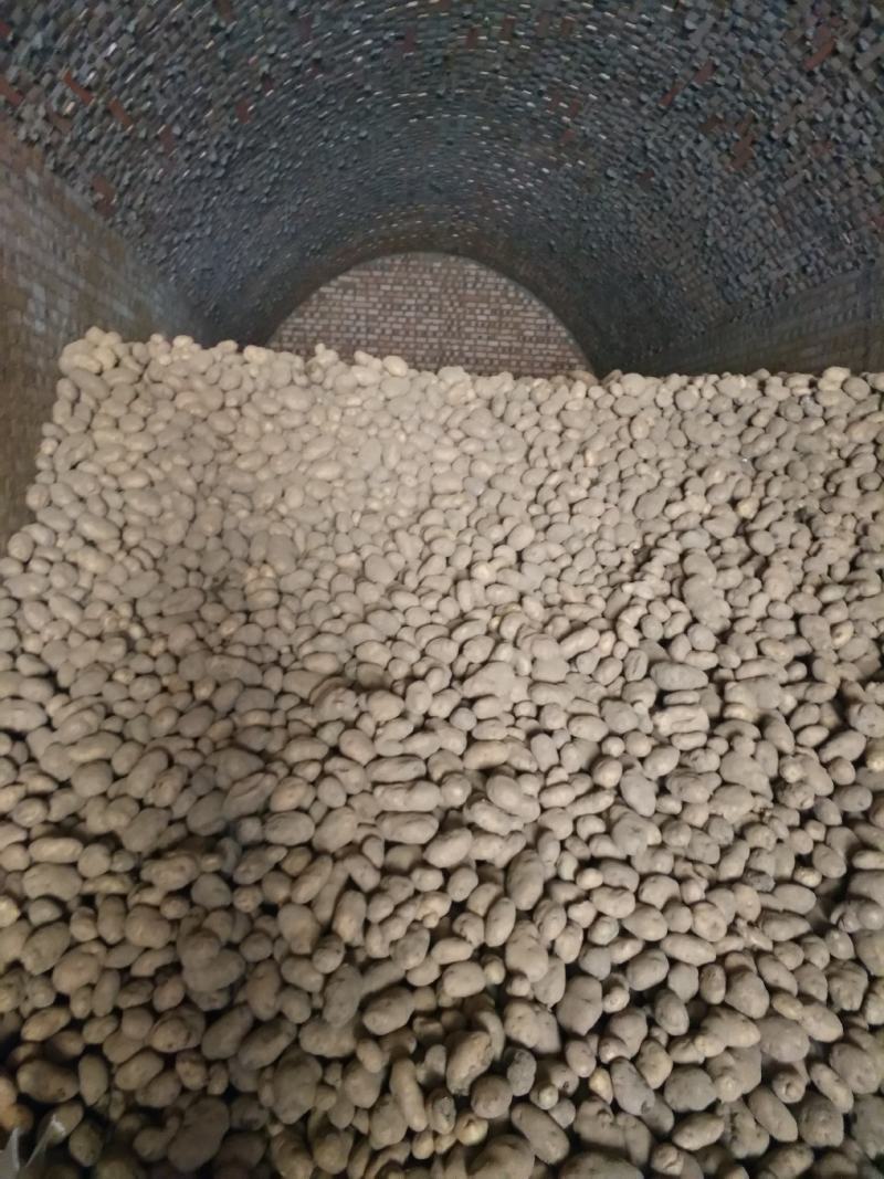 黄心土豆大量出库有要的电联货源紧缺