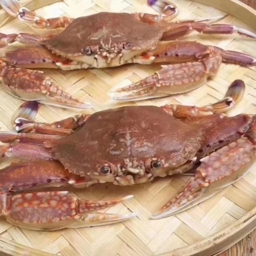 东山本港肉蟹，活冻蟹