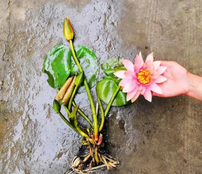 睡莲苗《速生生长速度快》开花快见水成活率高