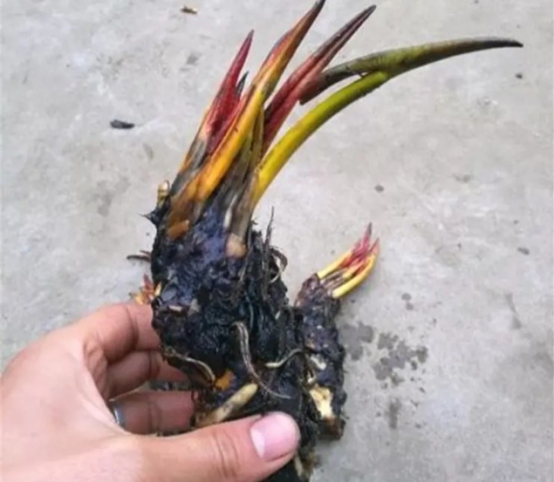 睡莲苗《速生生长速度快》开花快见水成活率高