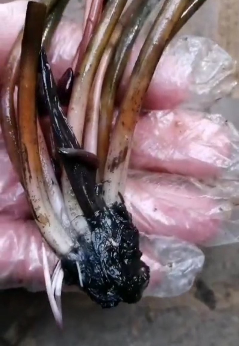 睡莲苗《速生生长速度快》开花快见水成活率高