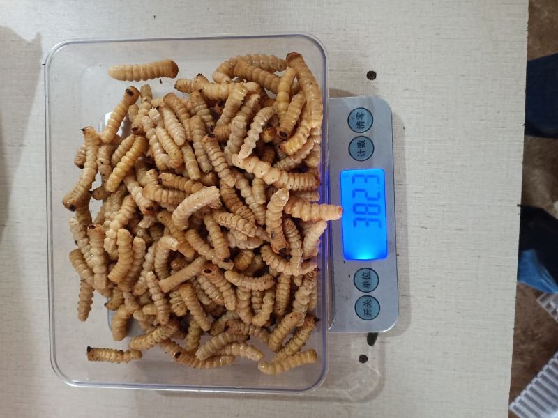 斗米虫（纯野生天然无公害）量大可以给更好的建议