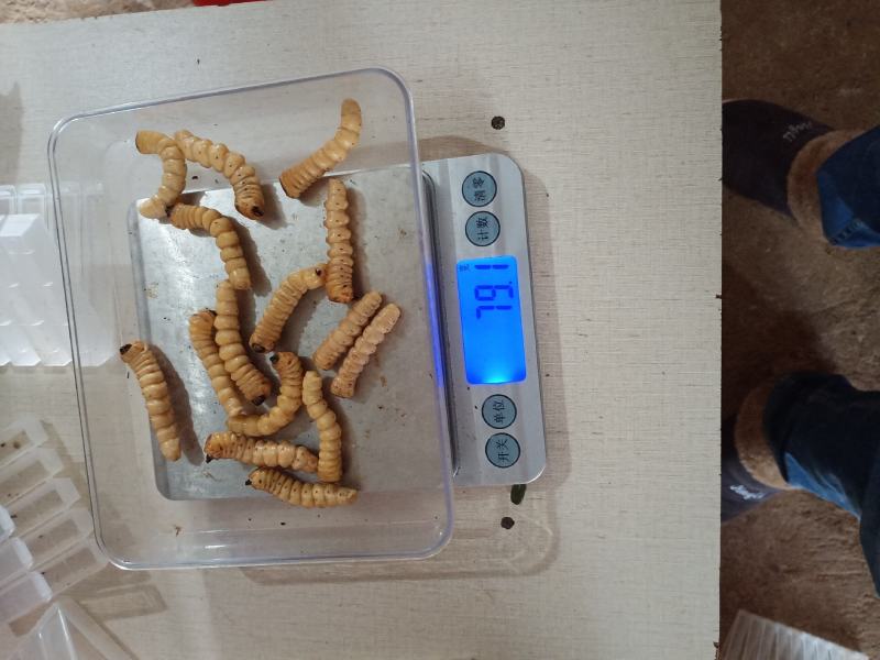 斗米虫（纯野生天然无公害）量大可以给更好的建议