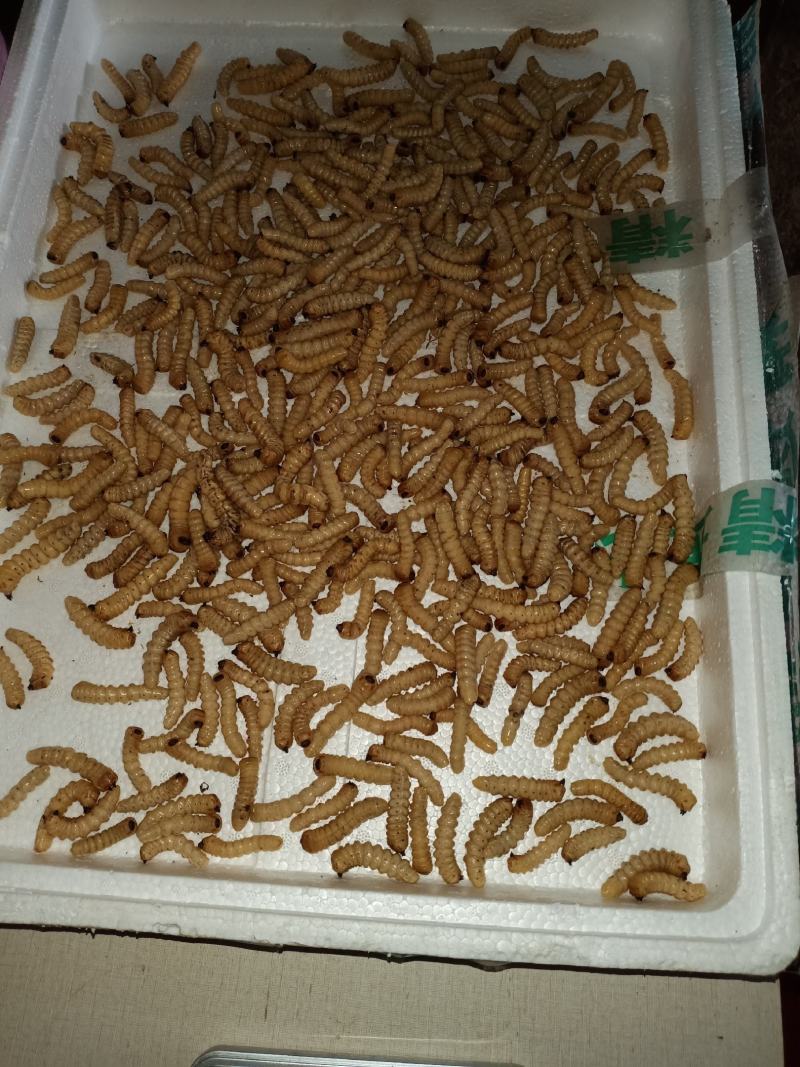 斗米虫（纯野生天然无公害）量大可以给更好的建议