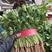 【推荐】河南滑县香菜大批量上市，物美价廉万亩种植基地