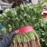 【推荐】河南滑县香菜大批量上市，物美价廉万亩种植基地