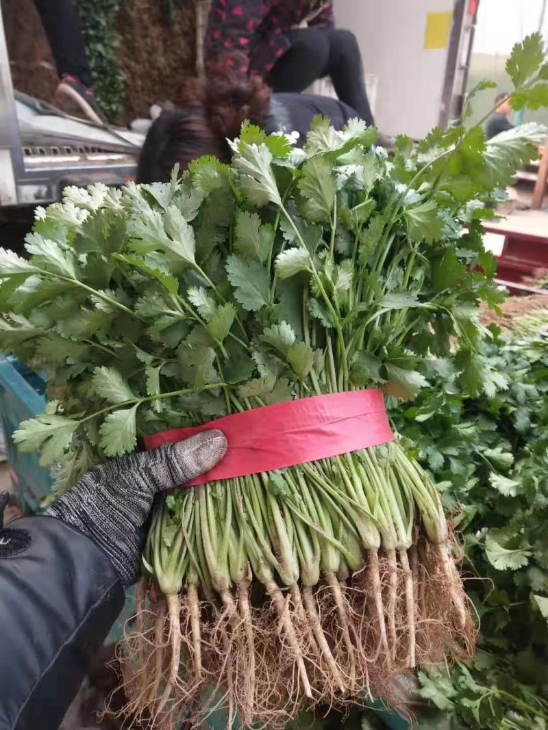 【推荐】河南滑县香菜大批量上市，物美价廉万亩种植基地