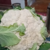 我们经营有机花大量上市