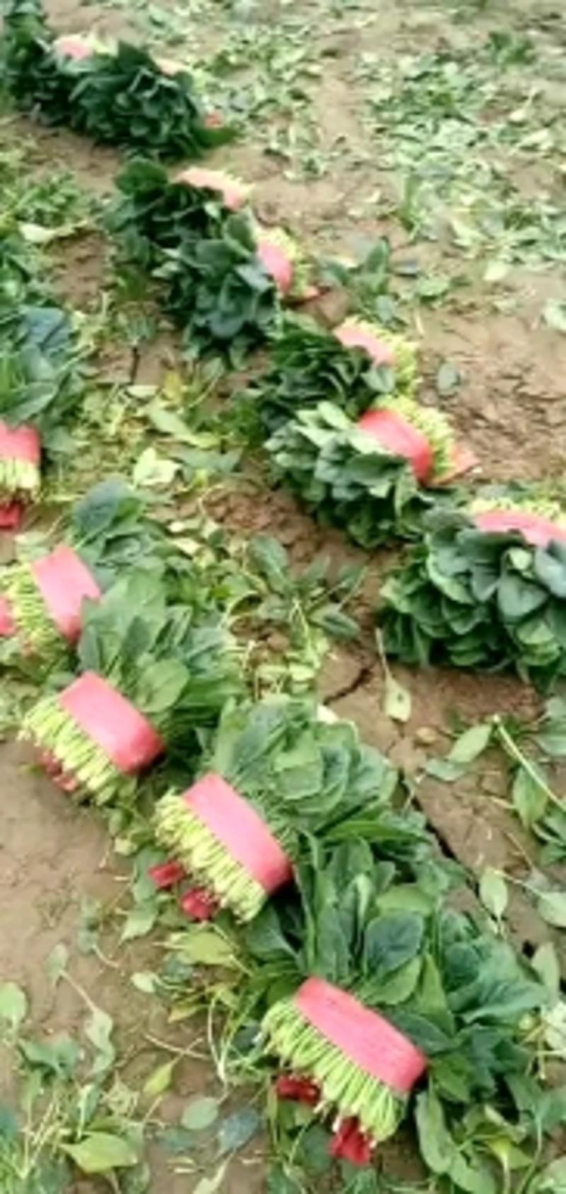 【实力】河南菠菜全国发货8至25厘米常年供应支持视频看货