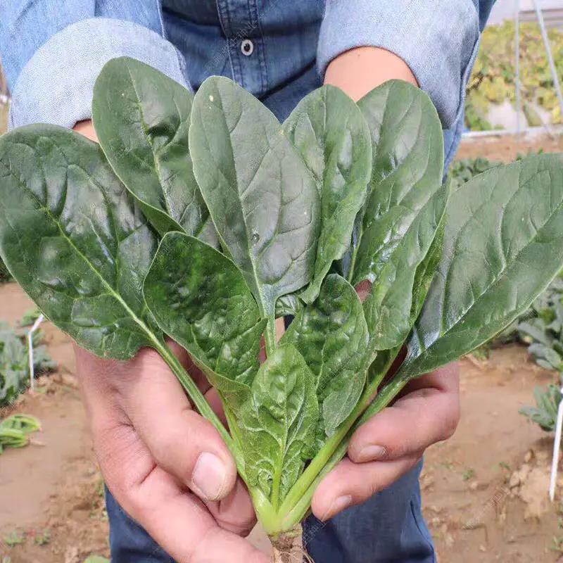 【实力】河南菠菜全国发货8至25厘米常年供应支持视频看货