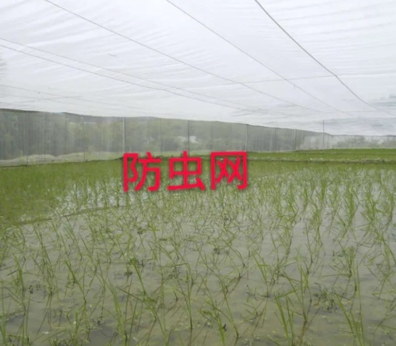 新材质防虫网《PE聚乙烯抗暴晒》最低5年起步耐用
