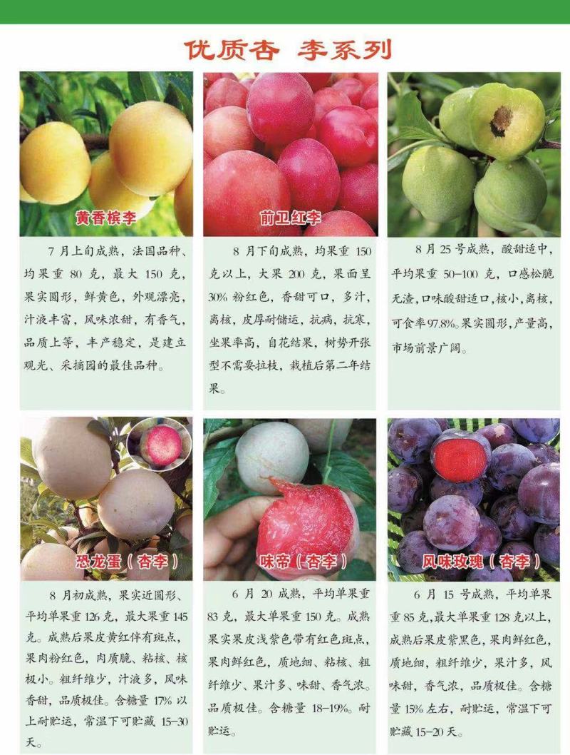 李子苗脆甜李子苗恐龙蛋李子苗品质纯正味帝风味玫瑰