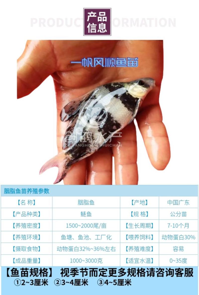 苗场直供胭脂鱼苗亚洲美人鱼苗火烧鳊鱼苗淡水养殖