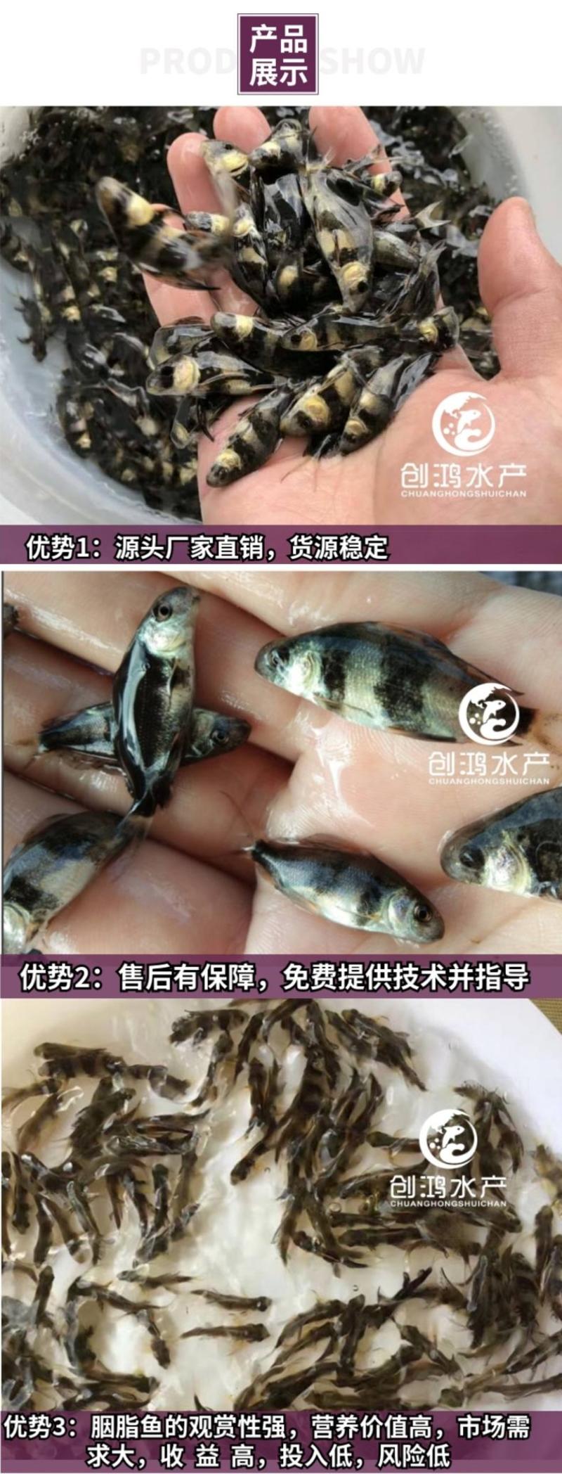 苗场直供胭脂鱼苗亚洲美人鱼苗火烧鳊鱼苗淡水养殖