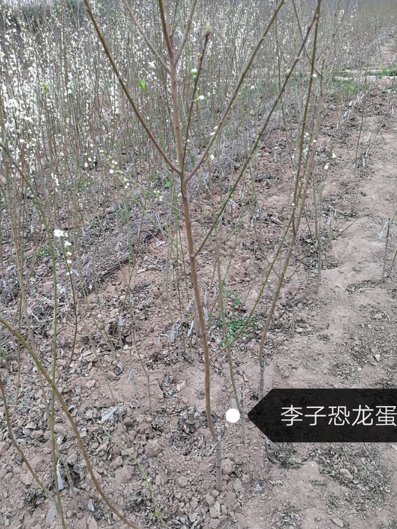 李子苗脆甜李子苗恐龙蛋李子苗品质纯正味帝风味玫瑰