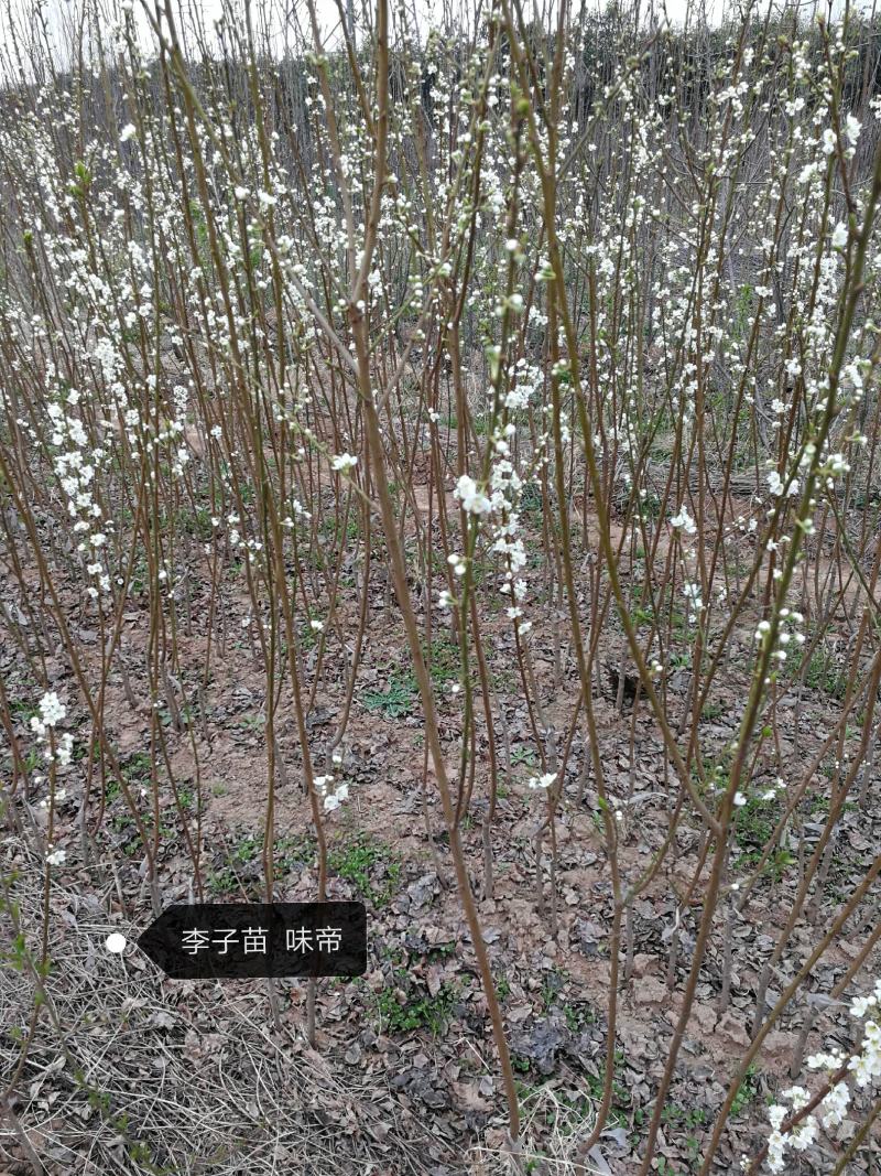 李子苗脆甜李子苗恐龙蛋李子苗品质纯正味帝风味玫瑰