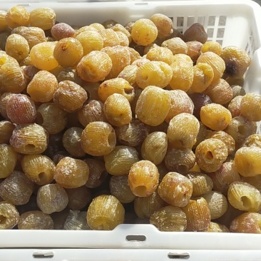 稷山干蜜枣稷山软蜜枣