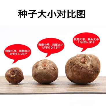 魔芋种子，一代二代魔芋种子，免费技术，上门回收