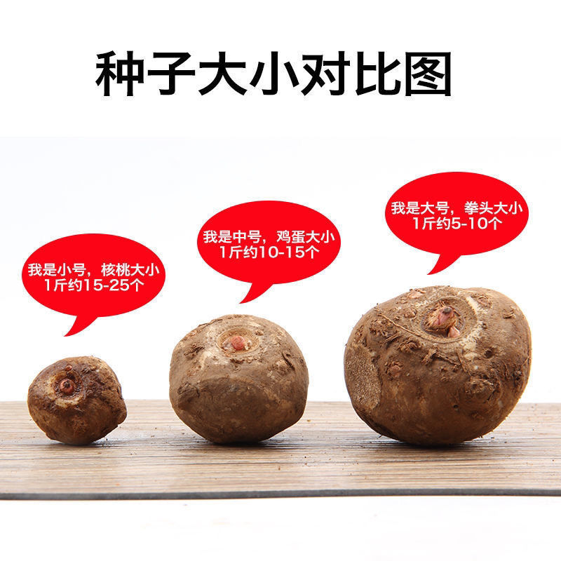 魔芋种子，一代二代魔芋种子，免费技术，上门回收