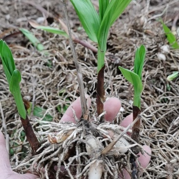 【推荐】湖北白芨种苗三年驯化移栽白芨种苗，白芨直播苗