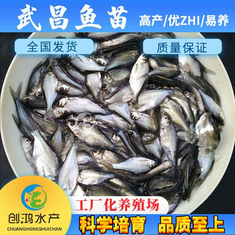 【特价供应】武昌鱼苗团头鲂鱼苗缩项鳊鱼武昌鱼水花