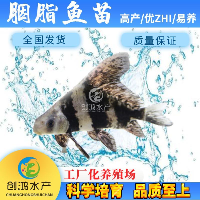 苗场直供胭脂鱼苗亚洲美人鱼苗火烧鳊鱼苗淡水养殖