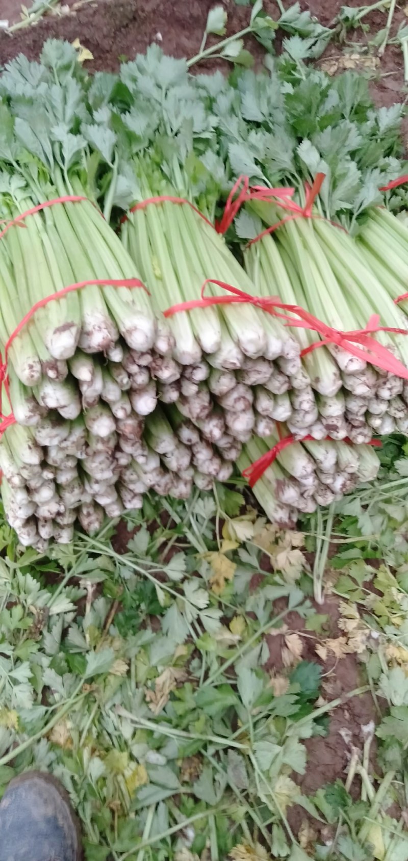 山西运城精品芹菜，产地直发，专业代办，支持视频看货