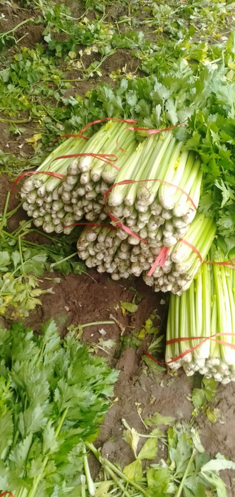 山西运城精品芹菜，产地直发，专业代办，支持视频看货
