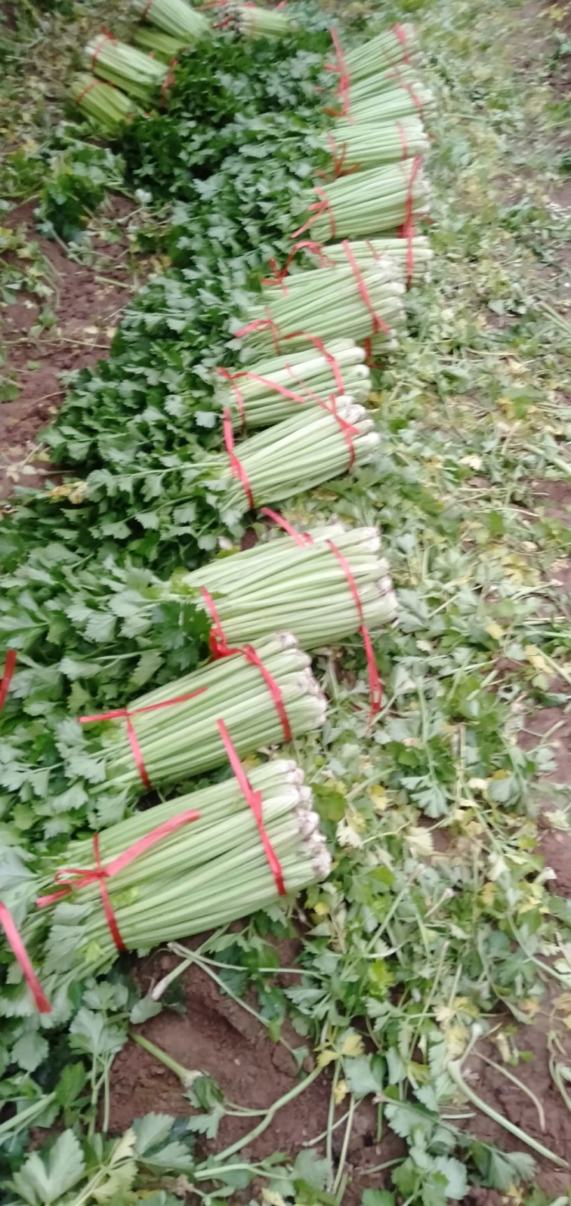 山西运城精品芹菜，产地直发，专业代办，支持视频看货