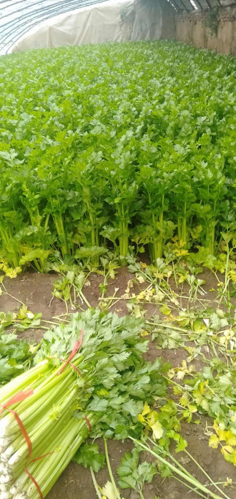 山西运城精品芹菜，产地直发，专业代办，支持视频看货