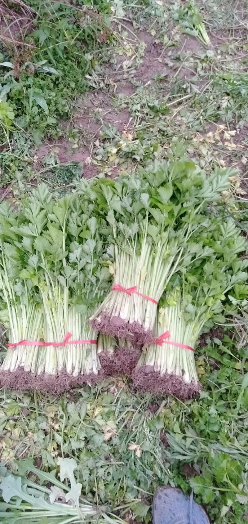 山西运城精品芹菜，产地直发，专业代办，支持视频看货