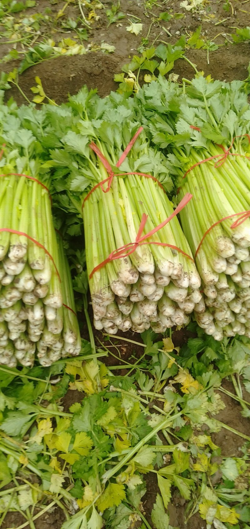 山西运城精品芹菜，产地直发，专业代办，支持视频看货
