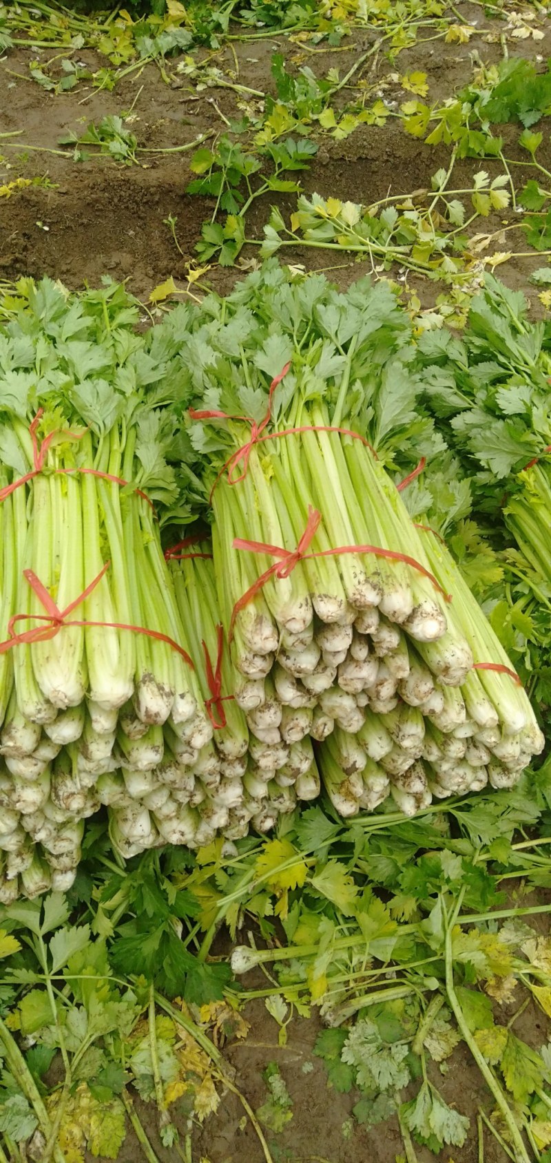 山西运城精品芹菜，产地直发，专业代办，支持视频看货