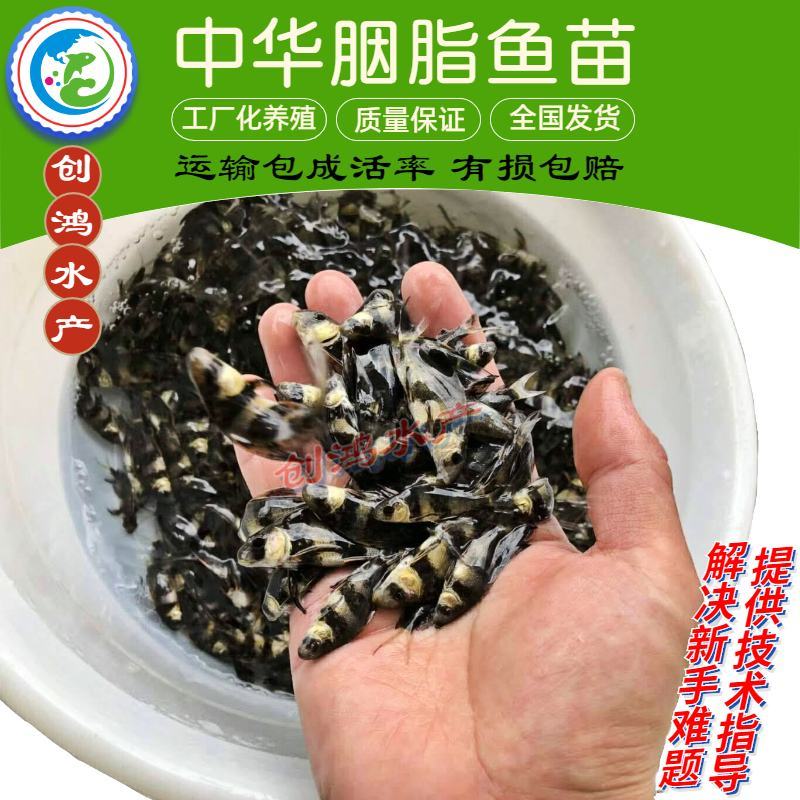 苗场直供胭脂鱼苗亚洲美人鱼苗火烧鳊鱼苗淡水养殖