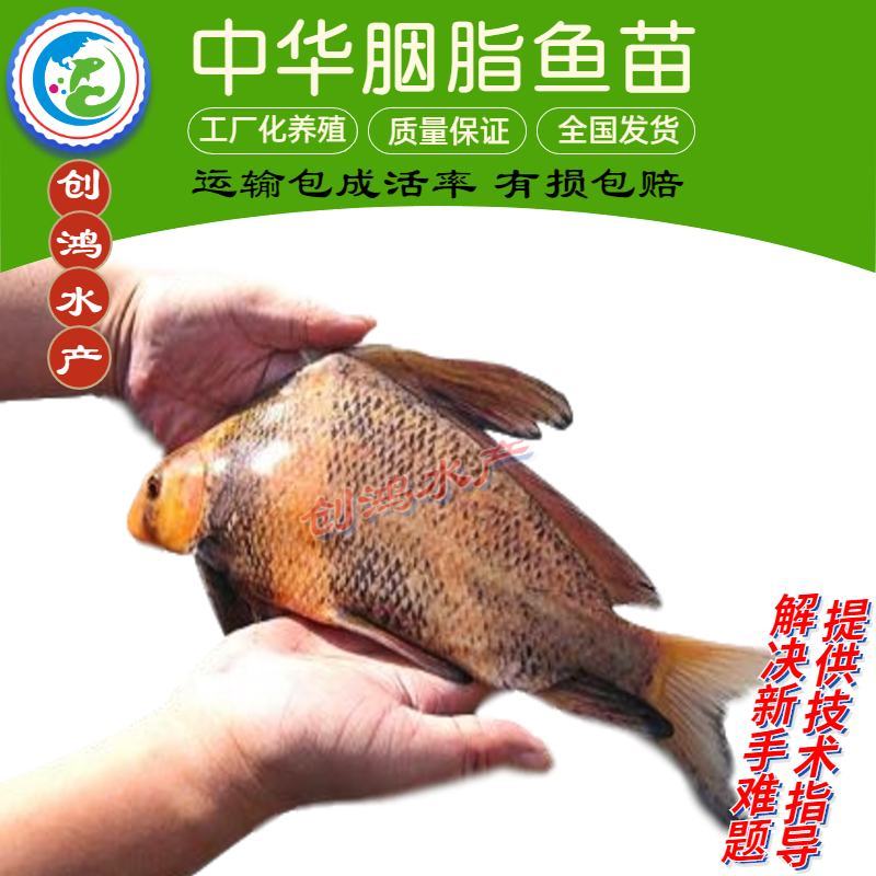 苗场直供胭脂鱼苗亚洲美人鱼苗火烧鳊鱼苗淡水养殖
