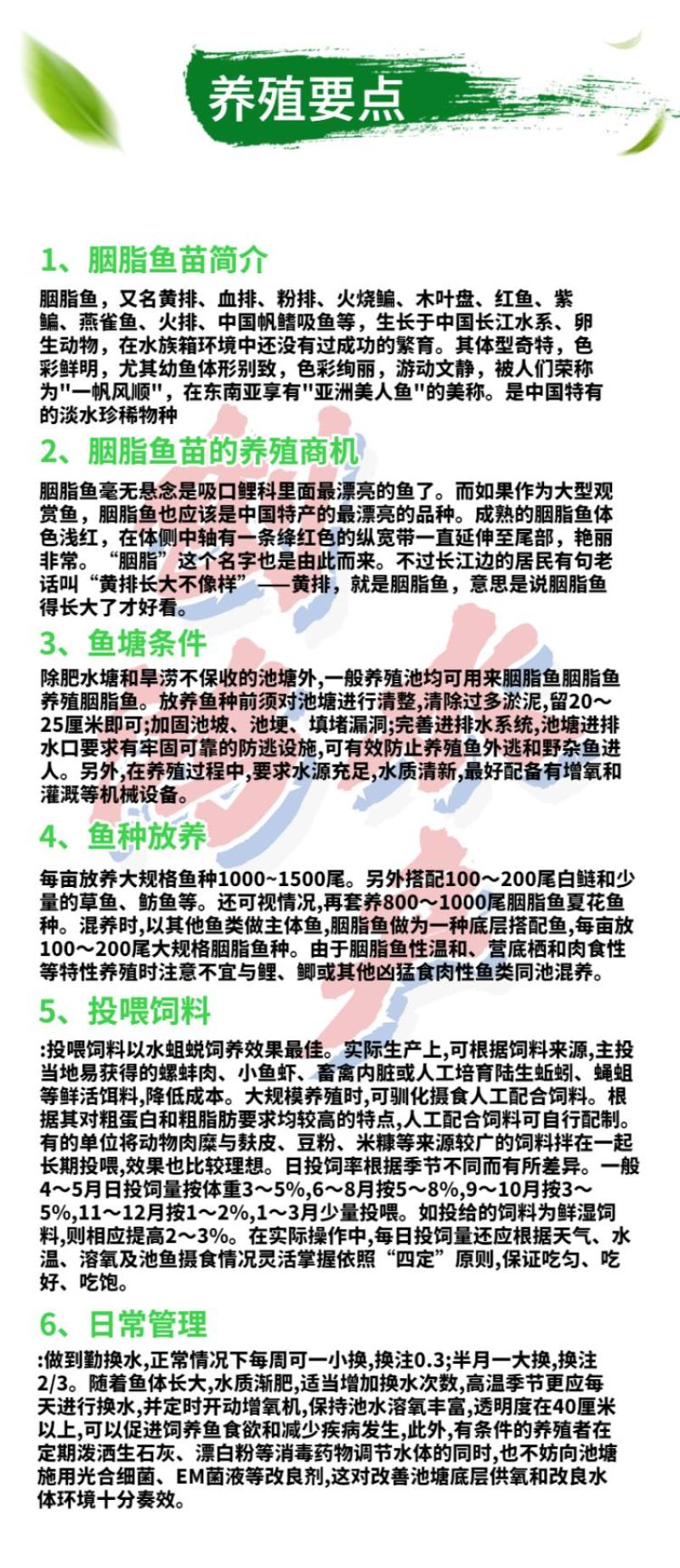 苗场直供胭脂鱼苗亚洲美人鱼苗火烧鳊鱼苗淡水养殖