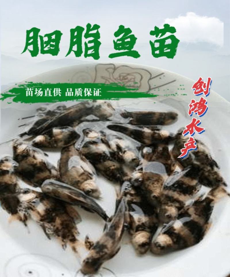 高效益胭脂鱼苗亚洲美人鱼苗一帆风顺鱼苗淡水养殖