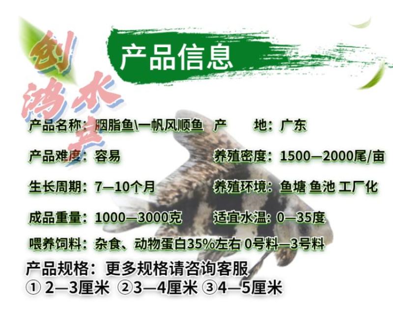 高效益胭脂鱼苗亚洲美人鱼苗一帆风顺鱼苗淡水养殖